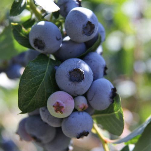 Blueberry