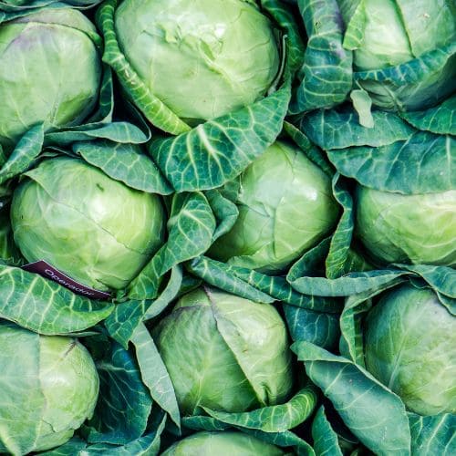 Cabbage